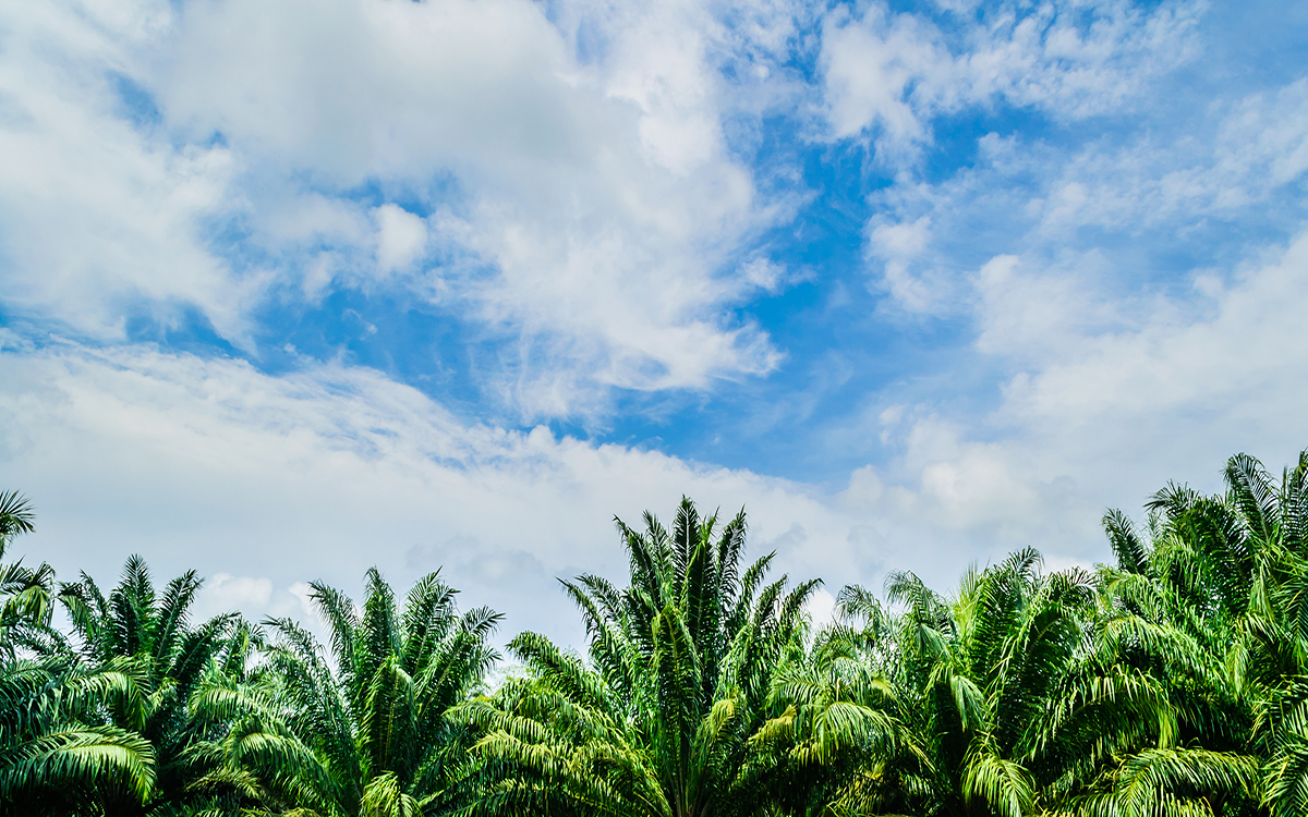 Sætre har fjernet palmeolje i de aller fleste produktene, og kjøper kun bærekraftig produsert palmeolje i de produktene som fortsatt har palmeolje i seg.